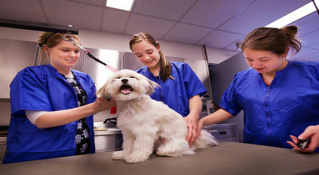 Become a Pet Communication & Care Specialist: A Guide to Training & Certification