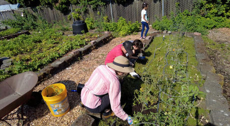 Home Gardening Certification: Become a Certified Horticulturist